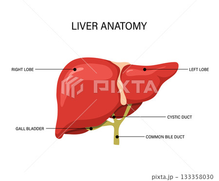 Liver anatomy. Human disease treatment. Medical illustration for cancer or cirrhosis. Vector design Liver anatomy. Human disease treatment. Medical illustration for cancer or cirrhosis. Vector design 133358030