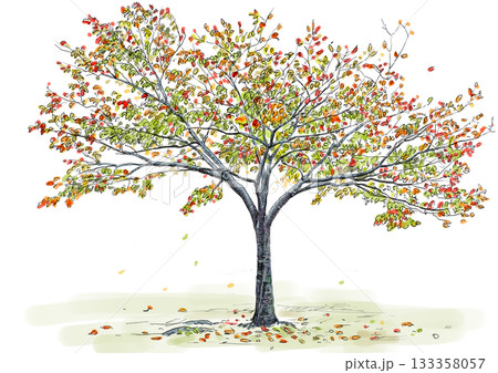 一本の木の線画淡彩イラスト 133358057