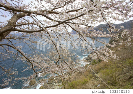 余部崎灯台より桜越しに見る丹後半島と山陰海岸 余部崎灯台より桜越しに見る丹後半島と山陰海岸 133358136