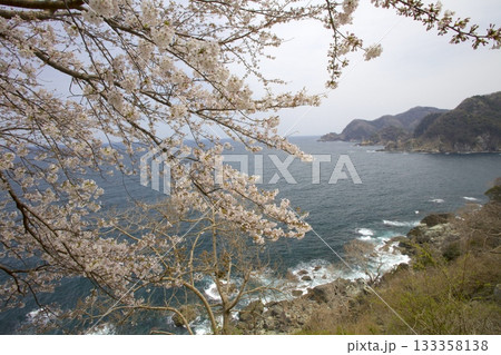 余部崎灯台より桜越しに見る丹後半島と山陰海岸 余部崎灯台より桜越しに見る丹後半島と山陰海岸 133358138