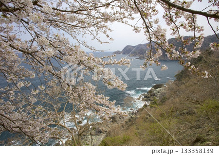 余部崎灯台より桜越しに見る丹後半島と山陰海岸 133358139