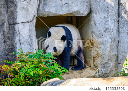 上野動物園　パンダの森　シャオシャオ　令和7年11月現在 133358208