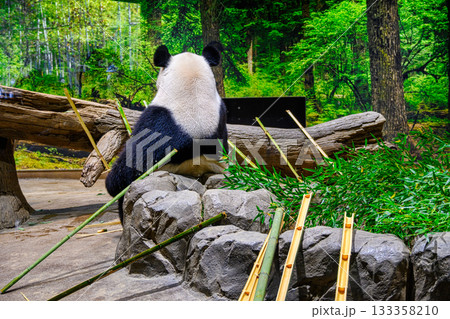 上野動物園　パンダの森　レイレイ　令和7年11月現在 133358210