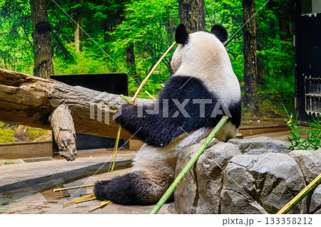 上野動物園　パンダの森　レイレイ　令和7年11月現在 133358212