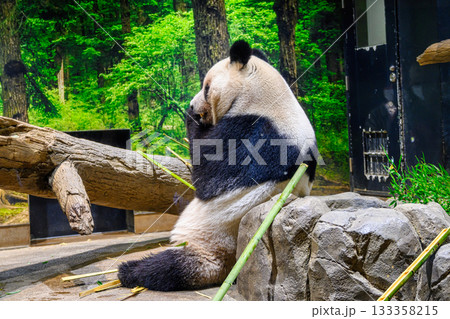 上野動物園　パンダの森　レイレイ　令和7年11月現在 133358215