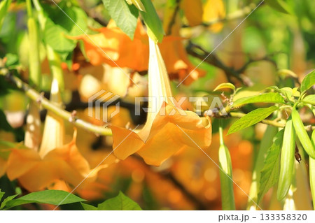 エンジェルストランペットの花(木立朝鮮朝顔) エンジェルストランペットの花(木立朝鮮朝顔) 133358320
