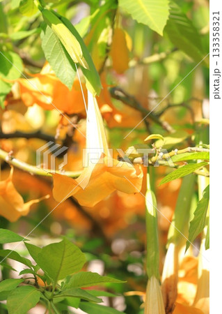 エンジェルストランペットの花（木立朝鮮朝顔） 133358321