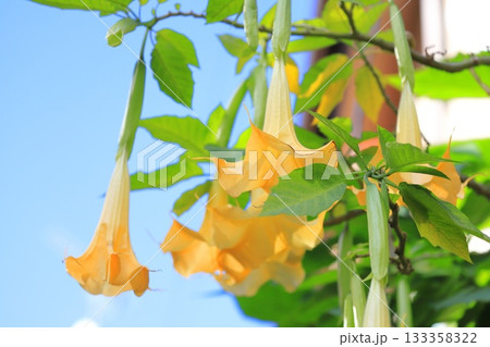 エンジェルストランペットの花（木立朝鮮朝顔） 133358322