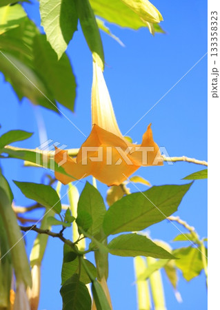 エンジェルストランペットの花(木立朝鮮朝顔) エンジェルストランペットの花(木立朝鮮朝顔) 133358323