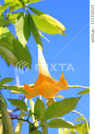 エンジェルストランペットの花(木立朝鮮朝顔) エンジェルストランペットの花(木立朝鮮朝顔) 133358325