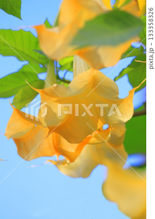 エンジェルストランペットの花（木立朝鮮朝顔） 133358326