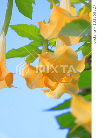 エンジェルストランペットの花(木立朝鮮朝顔) エンジェルストランペットの花(木立朝鮮朝顔) 133358327