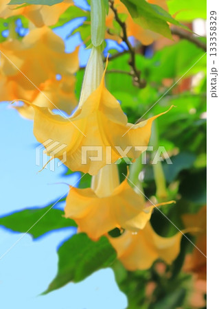 エンジェルストランペットの花(木立朝鮮朝顔) エンジェルストランペットの花(木立朝鮮朝顔) 133358329
