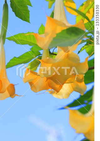 エンジェルストランペットの花(木立朝鮮朝顔) エンジェルストランペットの花(木立朝鮮朝顔) 133358330