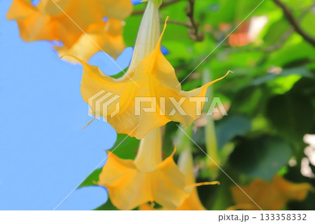 エンジェルストランペットの花(木立朝鮮朝顔) エンジェルストランペットの花(木立朝鮮朝顔) 133358332