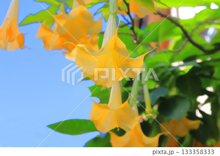 エンジェルストランペットの花(木立朝鮮朝顔) エンジェルストランペットの花(木立朝鮮朝顔) 133358333