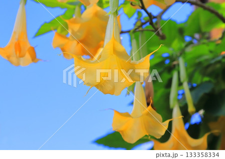 エンジェルストランペットの花(木立朝鮮朝顔) エンジェルストランペットの花(木立朝鮮朝顔) 133358334