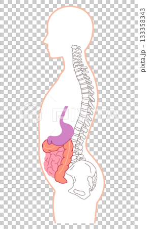 Visceroptosis: A condition in which the internal organs are lowered 133358343