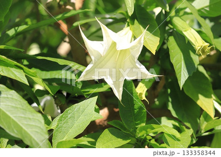 エンジェルストランペットの花（木立朝鮮朝顔）　 133358344