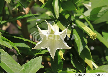 エンジェルストランペットの花(木立朝鮮朝顔) エンジェルストランペットの花(木立朝鮮朝顔) 133358345