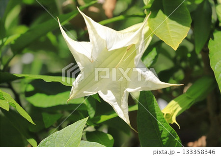 エンジェルストランペットの花（木立朝鮮朝顔）　 133358346