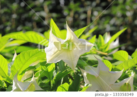 エンジェルストランペットの花(木立朝鮮朝顔) エンジェルストランペットの花(木立朝鮮朝顔) 133358349