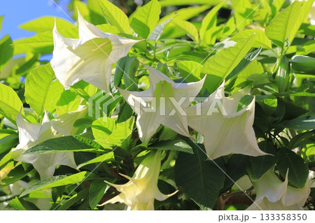 エンジェルストランペットの花（木立朝鮮朝顔）　 133358350