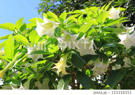 エンジェルストランペットの花(木立朝鮮朝顔) エンジェルストランペットの花(木立朝鮮朝顔) 133358351