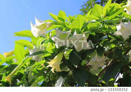 エンジェルストランペットの花(木立朝鮮朝顔) エンジェルストランペットの花(木立朝鮮朝顔) 133358352