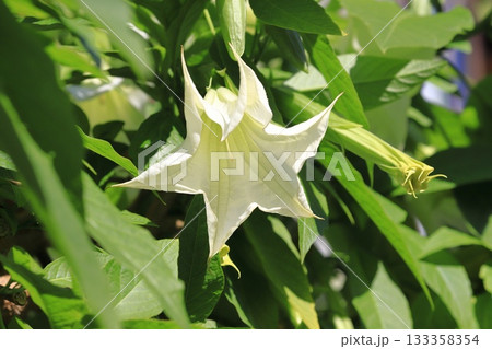 エンジェルストランペットの花(木立朝鮮朝顔) エンジェルストランペットの花(木立朝鮮朝顔) 133358354