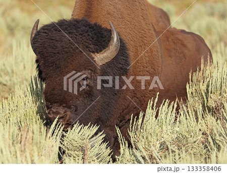 Bison portrait in Yellowstone National Park, USA 133358406