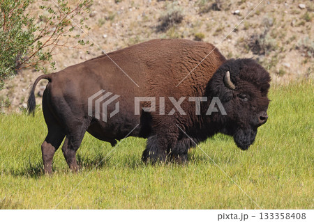 Bison portrait in Yellowstone National Park, USA 133358408
