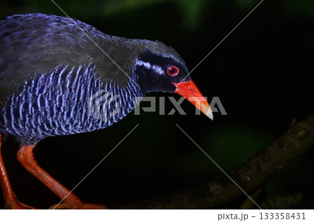 沖縄県のやんばる地方でしか見られない世界的に珍しい鳥、絶滅のおそれのあるヤンバルクイナ 133358431
