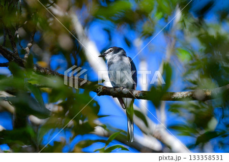 沖縄や奄美大島でよく見られる白と黒のスマートな印象の小鳥、リュウキュウサンショウクイ 133358531