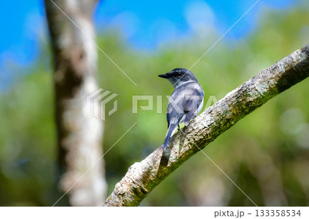 沖縄や奄美大島でよく見られる白と黒のスマートな印象の小鳥、リュウキュウサンショウクイ 沖縄や奄美大島でよく見られる白と黒のスマートな印象の小鳥、リュウキュウサンショウクイ 133358534