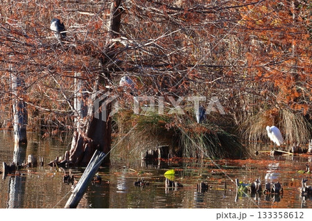 浮間公園にて棲む水鳥(東京都北区/板橋区) 浮間公園にて棲む水鳥(東京都北区/板橋区) 133358612