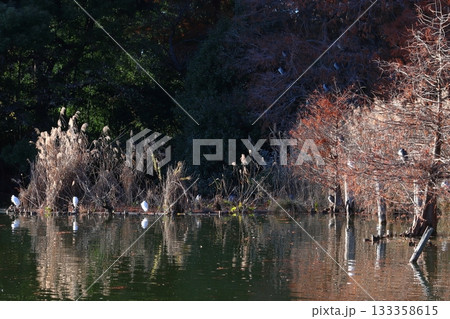 浮間公園にて棲む水鳥(東京都北区/板橋区) 浮間公園にて棲む水鳥(東京都北区/板橋区) 133358615