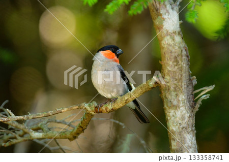 初夏に富士山や高山で見られるかわいい身近な野鳥ウソ 133358741