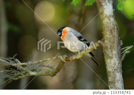 初夏に富士山や高山で見られるかわいい身近な野鳥ウソ 133358743