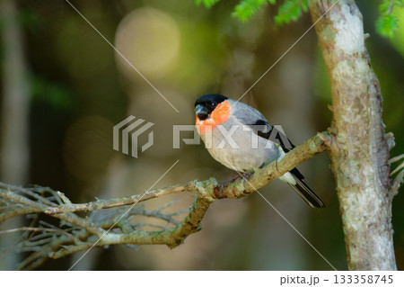 初夏に富士山や高山で見られるかわいい身近な野鳥ウソ 初夏に富士山や高山で見られるかわいい身近な野鳥ウソ 133358745