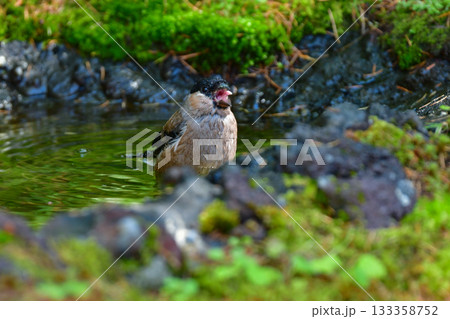 初夏に富士山や高山で見られるかわいい身近な野鳥ウソ 初夏に富士山や高山で見られるかわいい身近な野鳥ウソ 133358752