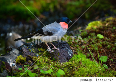 初夏に富士山や高山で見られるかわいい身近な野鳥ウソ 133358757