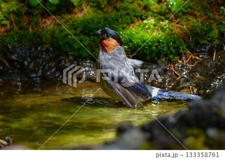 初夏に富士山や高山で見られるかわいい身近な野鳥ウソ 133358761