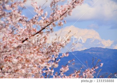 桜と山と 桜と山と 133358888