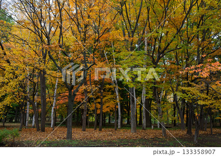 彩りの森、秋の中島公園 彩りの森、秋の中島公園 133358907