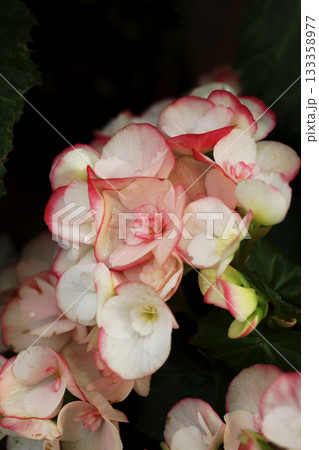 ベゴニアの花 133358977
