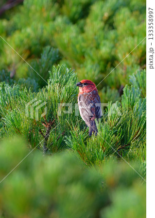 初夏から夏に知床や大拙山等北海道の山で出会える真っ赤な美しい野鳥、ギンザンマシコ 133358997