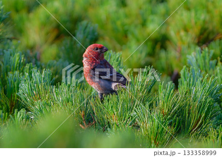 初夏から夏に知床や大拙山等北海道の山で出会える真っ赤な美しい野鳥、ギンザンマシコ 133358999