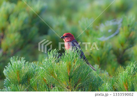 初夏から夏に知床や大拙山等北海道の山で出会える真っ赤な美しい野鳥、ギンザンマシコ 初夏から夏に知床や大拙山等北海道の山で出会える真っ赤な美しい野鳥、ギンザンマシコ 133359002