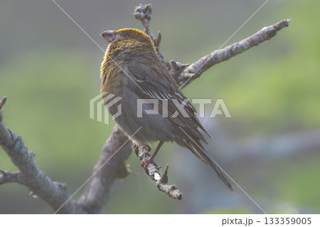初夏から夏に知床や大拙山等北海道の山で出会える真っ赤な美しい野鳥、ギンザンマシコ 133359005